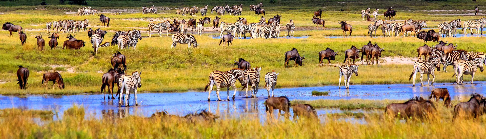 Gnus und Zebras so weit das Auge reicht |  Heike Mller / Chamleon