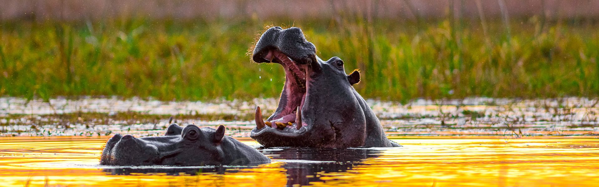 Zwei Hippos im Sonnenuntergang |  Rainer von Brandis, iStockphoto.com / Chamleon